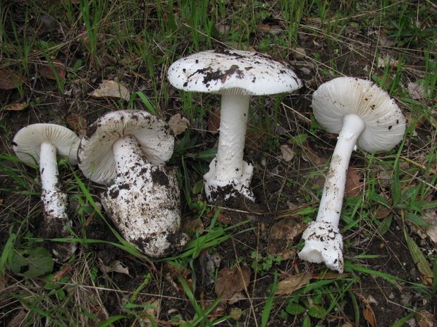 Beware of poisonous mushrooms in Menlo Park and surrounding areas