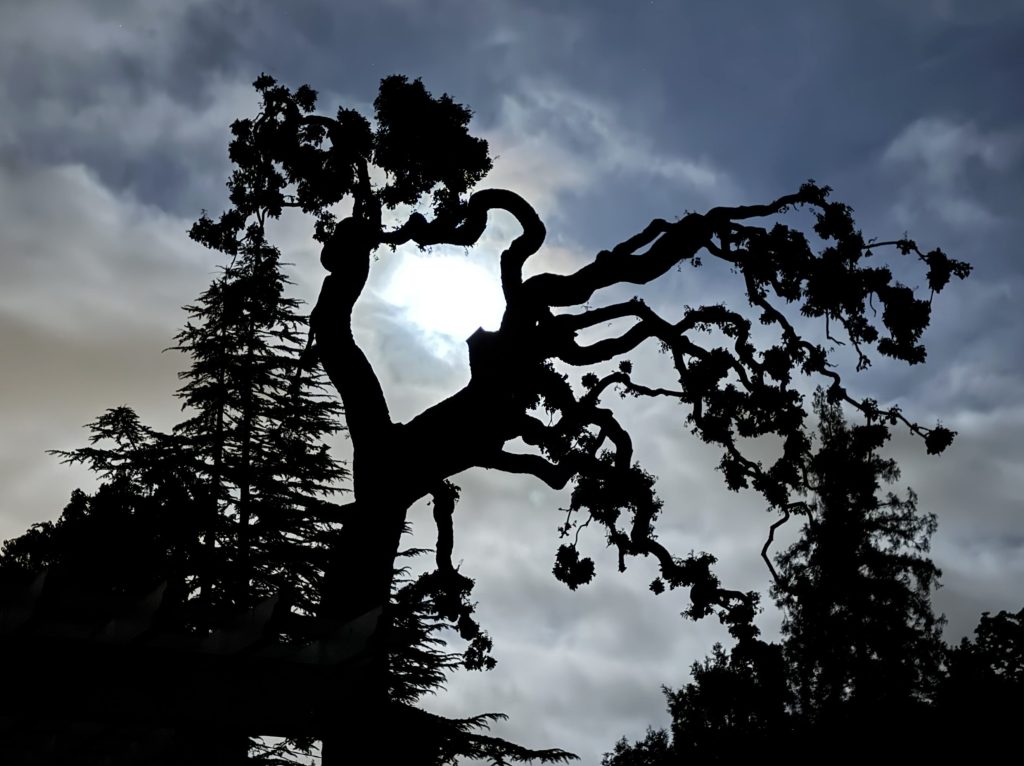 Spotted: Full moon over Menlo Park
