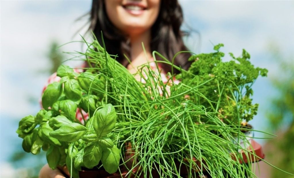 Growing garden herbs is topic on June 6 at Menlo Park Library