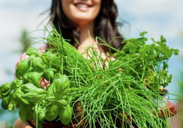 Growing garden herbs is topic on June 6 at Menlo Park Library