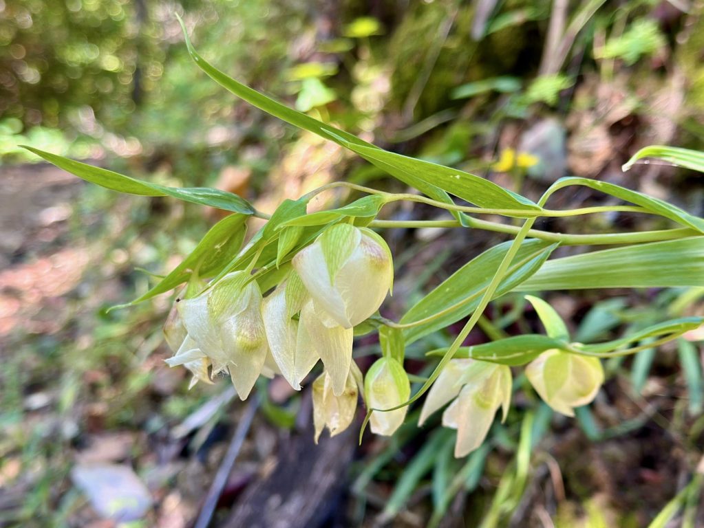 Spotted: Pretty blooms while hiking Windy Hill