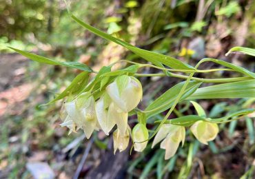 Spotted: Pretty blooms while hiking Windy Hill