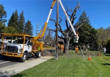 Tree maintenance in parts of Menlo Park in May