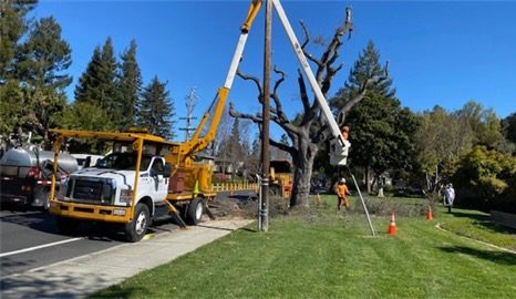 Tree maintenance in parts of Menlo Park in May