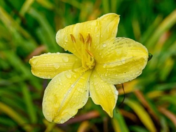 More rain falls on Menlo Park — in May!