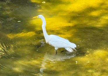 Spotted: Egret enjoying San Francisquito Creek