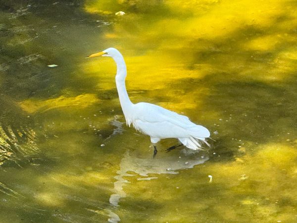Spotted: Egret enjoying San Francisquito Creek