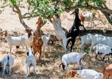 Goats make their annual visit to Menlo Park — first at Sharon Hills Park