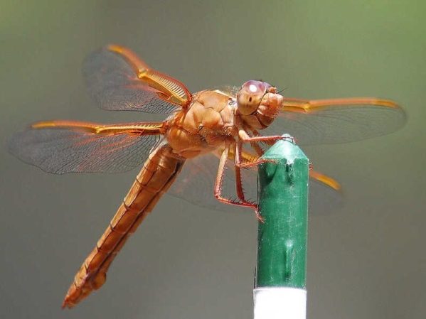 Spotted: Fluttering dragonfly in Sharon Heights