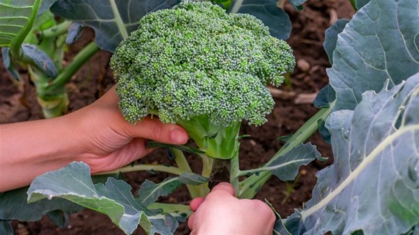 fall crops - broccoli