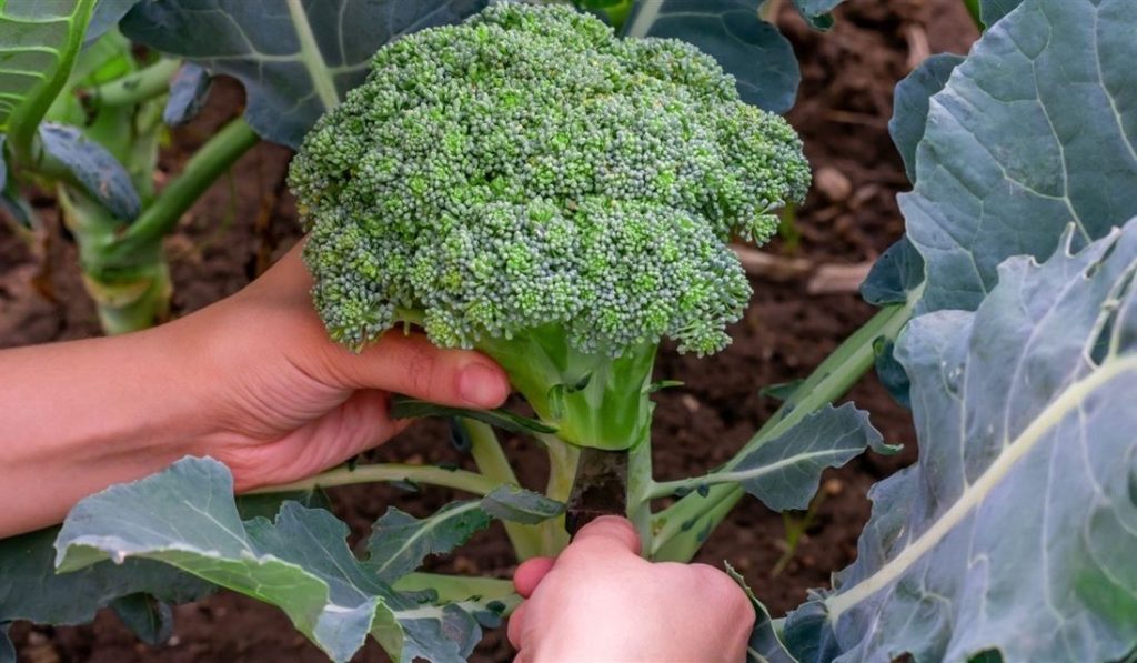 Find out about “Fall Crops to Grow Now” on August 5