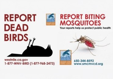 Dead crows in Menlo Park test positive for West Nile virus