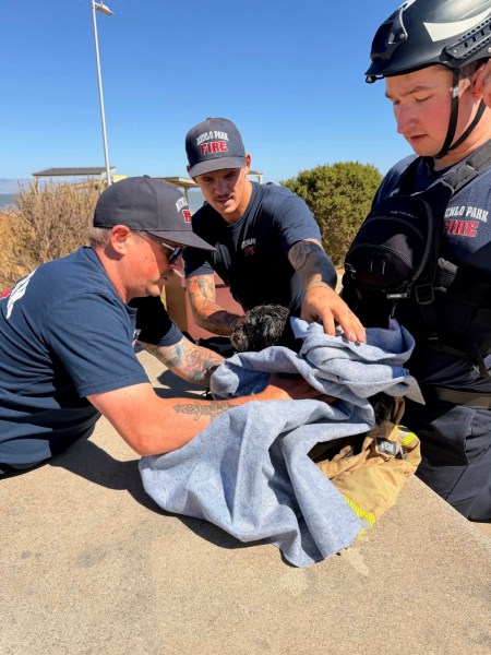 Menlo Fire rescues dog