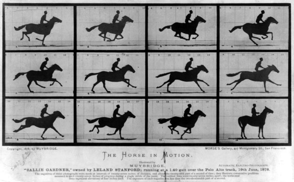 horseinmoti on