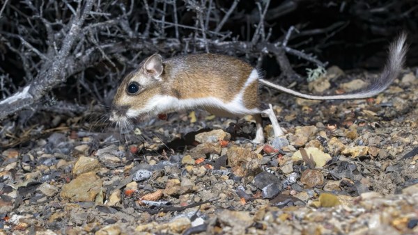 kangaroo rat