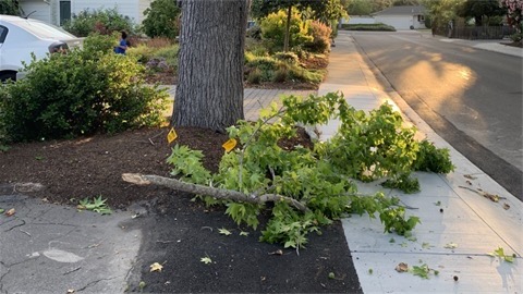 downed tree limbs