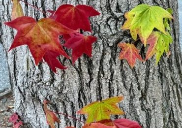 Spotted: Hints of autumn in Menlo Park