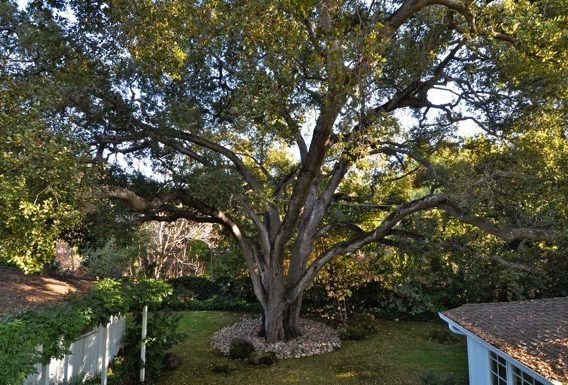 How you can help protect Menlo Park’s heritage trees