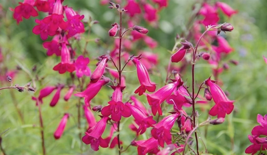 Learn about growing California Perennials on September 2