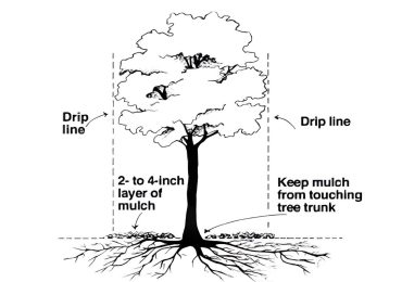 Use these guidelines for tree care during the summer