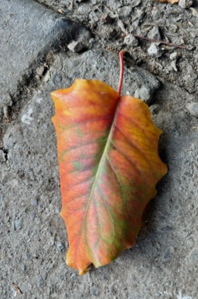 fall leaf in Menlo Park