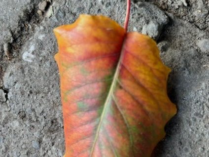 Spotted: Sign that Fall is on the way