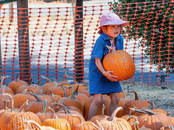 Webb Ranch Pumpkin Patch welcomes visitors from September 25 to October 31
