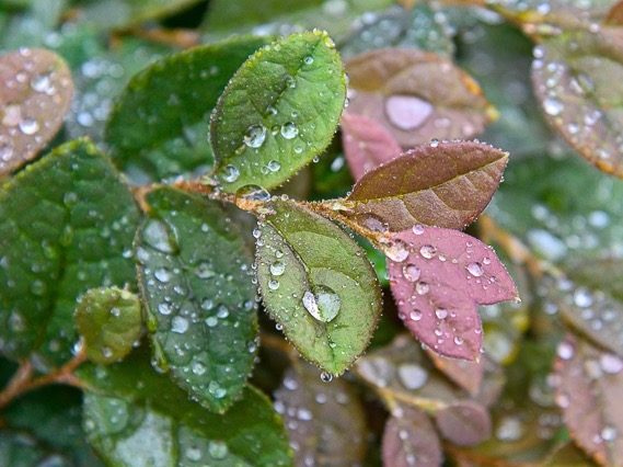 Annual rainfall in Menlo Park makes for a decent year at 22.30″