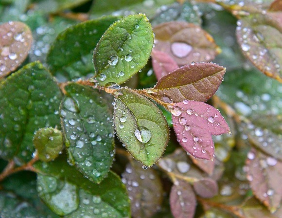 rainfall im Menlo Park