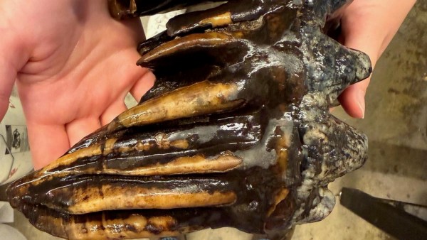 Pacific mastodon tooth