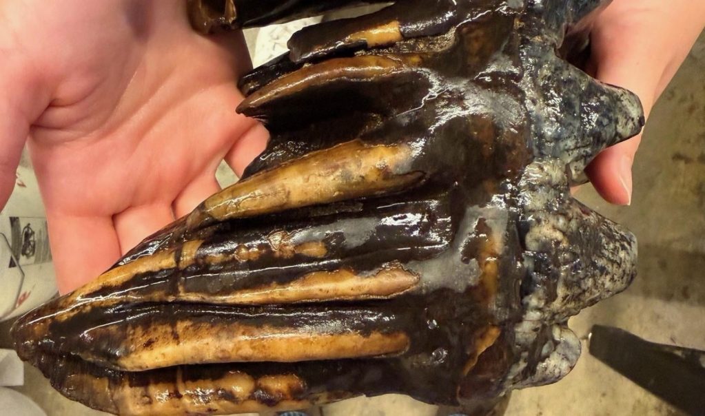 Pacific Mastodon tooth found in Midpeninsula Regional Open Space preserve