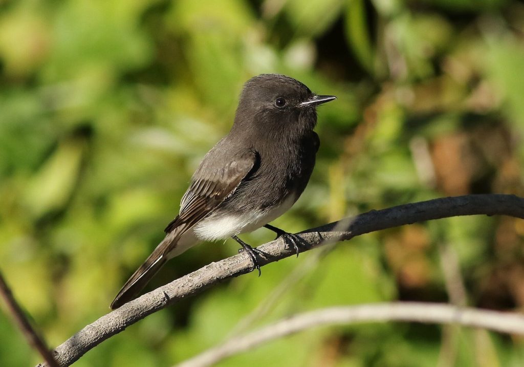 The Other Side of the Creek: The Bridge That Waited for the Birds