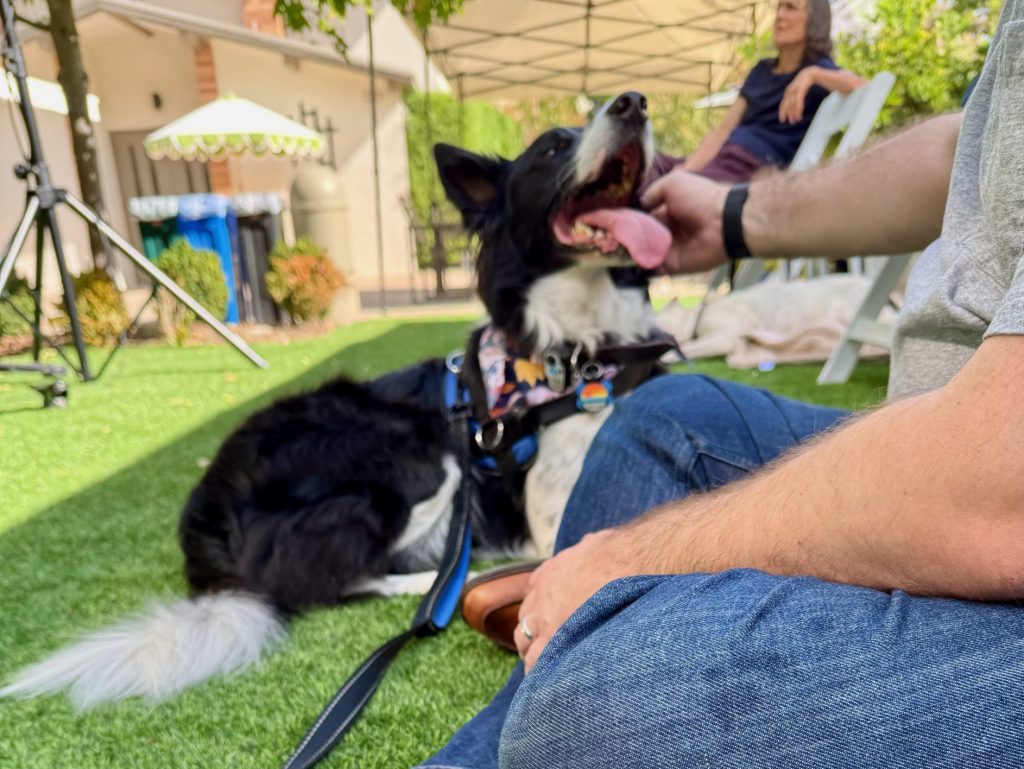 Spotted: Dogs getting ready to be blessed at New Community Church