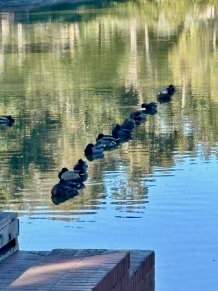 Spotted: Ducks in a row — really!