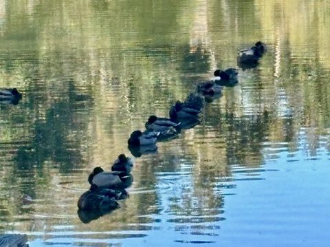 Spotted: Ducks in a row — really!